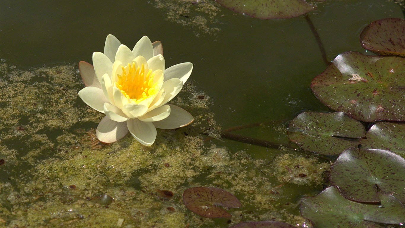 Water Lily 睡蓮 高清壁紙 #26 - 1366x768