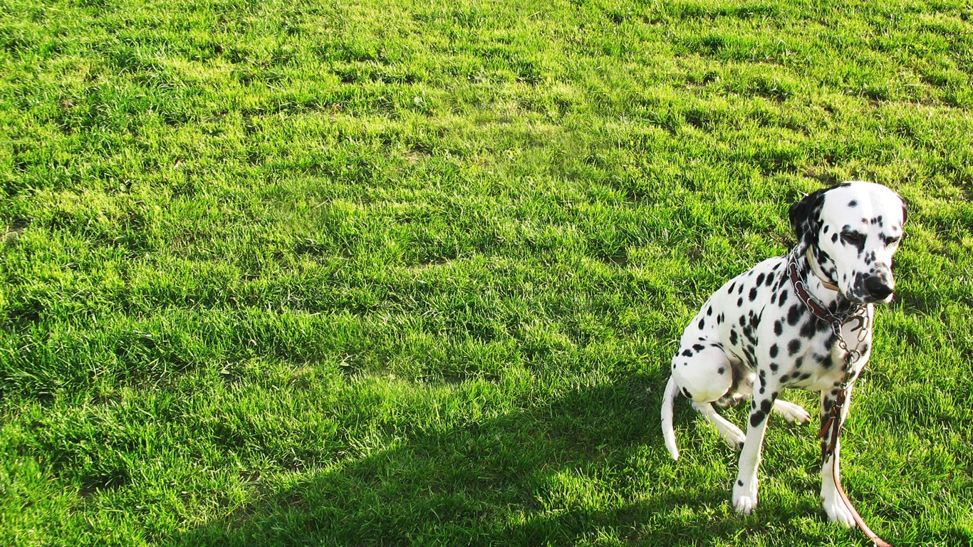 Animal Widescreen Wallpapers Collection (15) #19 - 1366x768