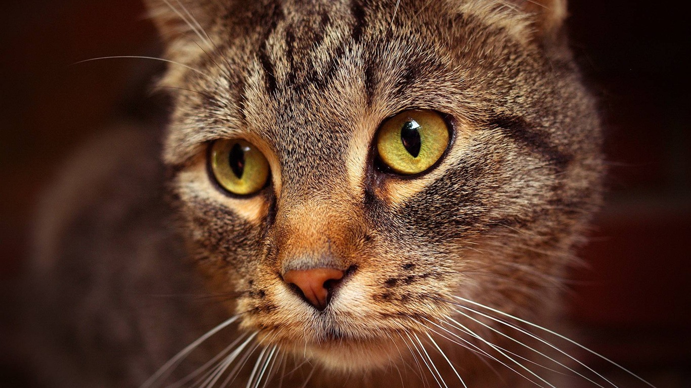Animal Widescreen Wallpapers Collection (16) #6 - 1366x768