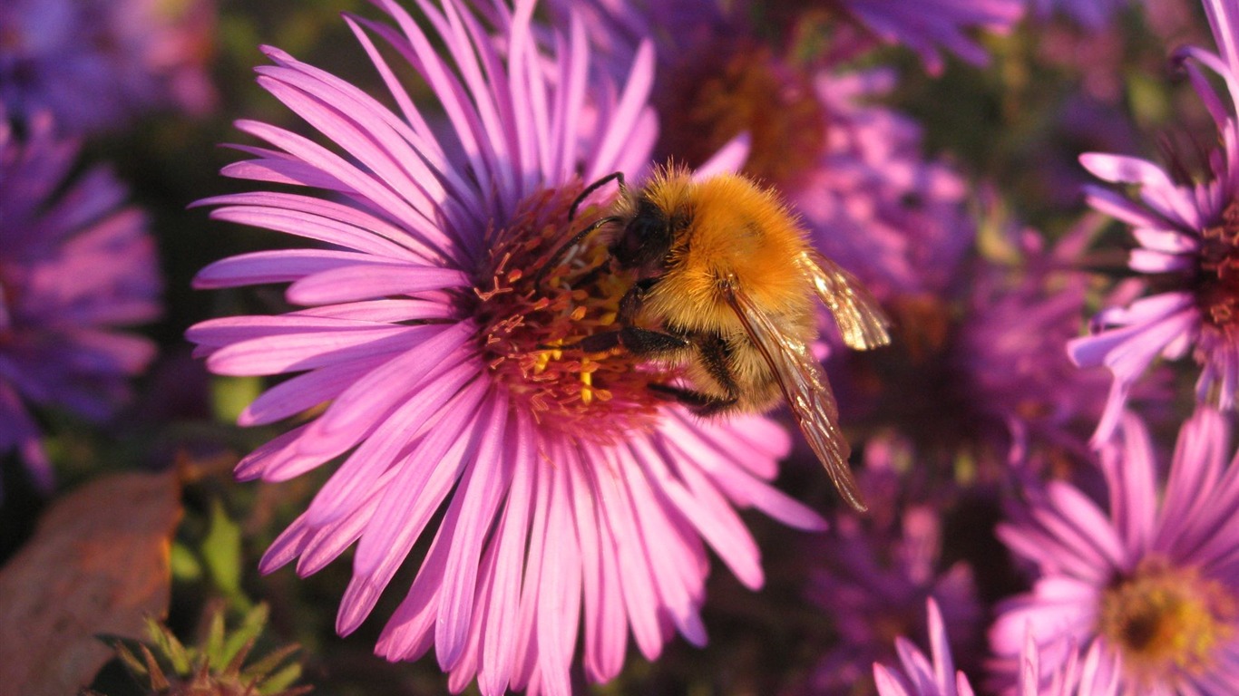 Aster Flores álbum fondo de pantalla #1 - 1366x768