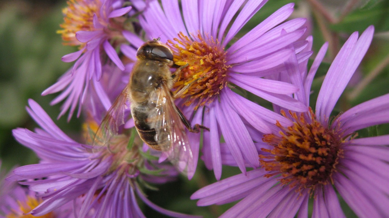 Aster Flowers Tapete Album #2 - 1366x768