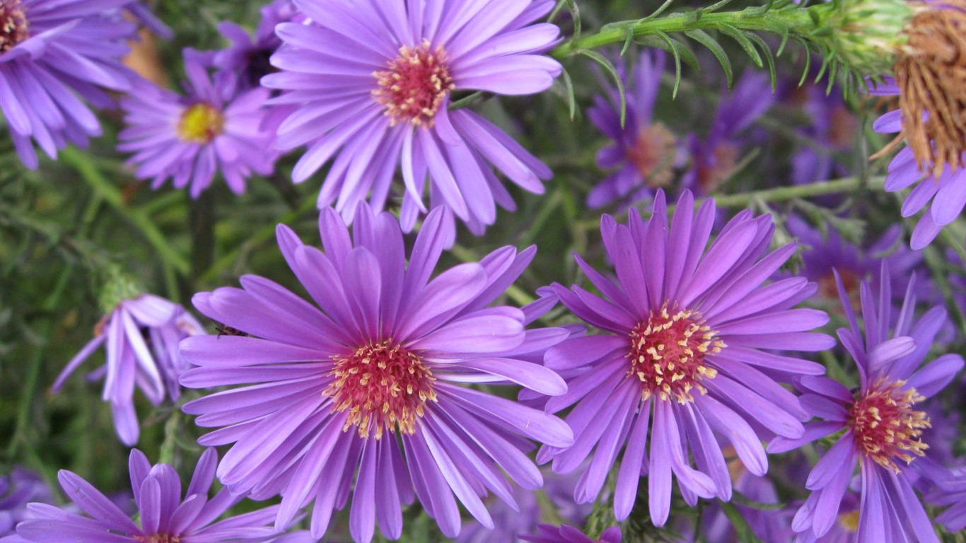 Aster Flowers wallpaper album #3 - 1366x768