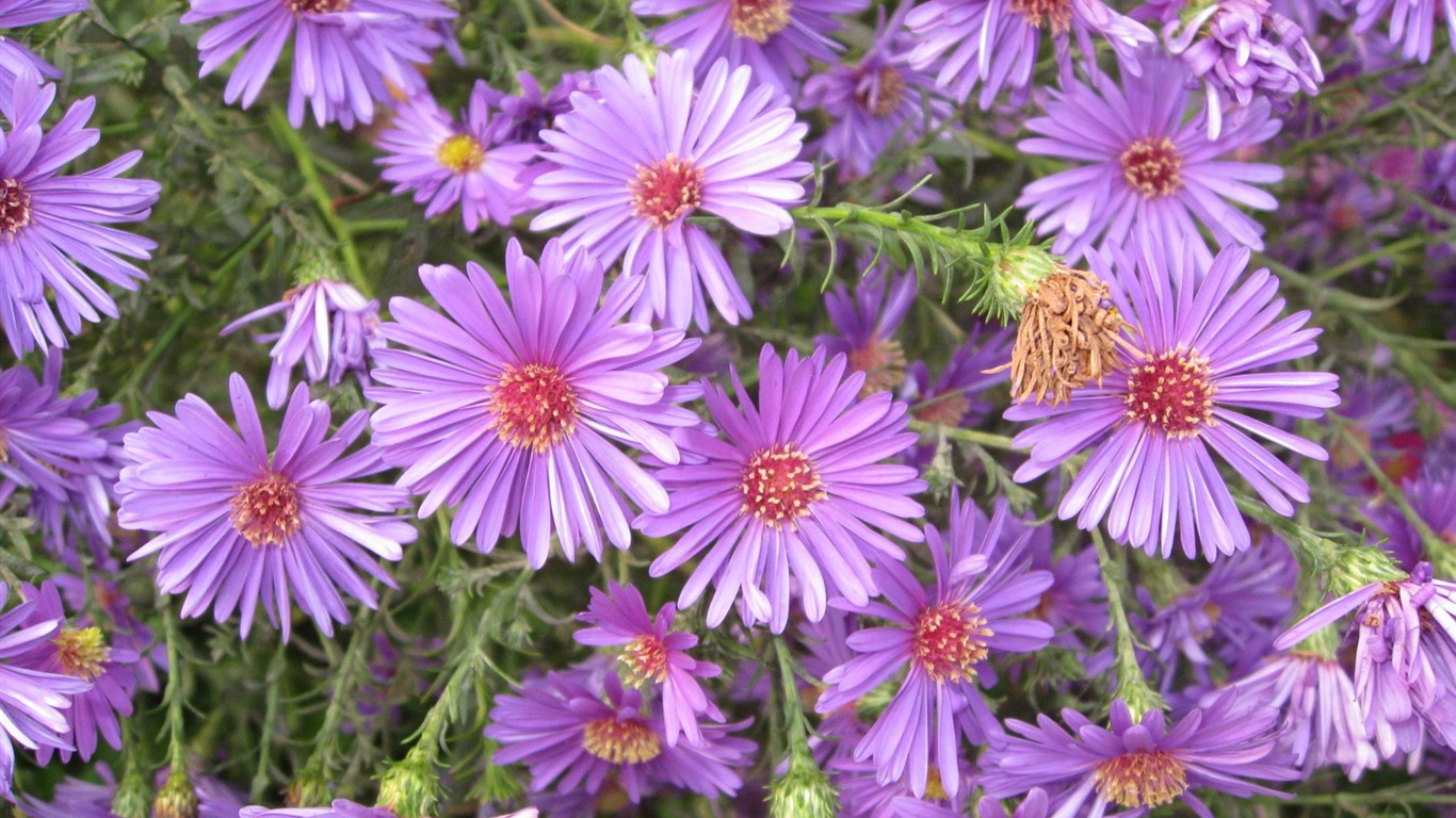 Aster Flowers wallpaper album #4 - 1366x768