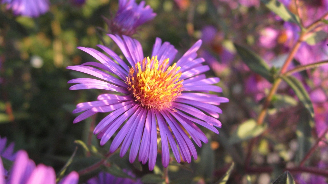 Aster Květiny wallpaper album #5 - 1366x768