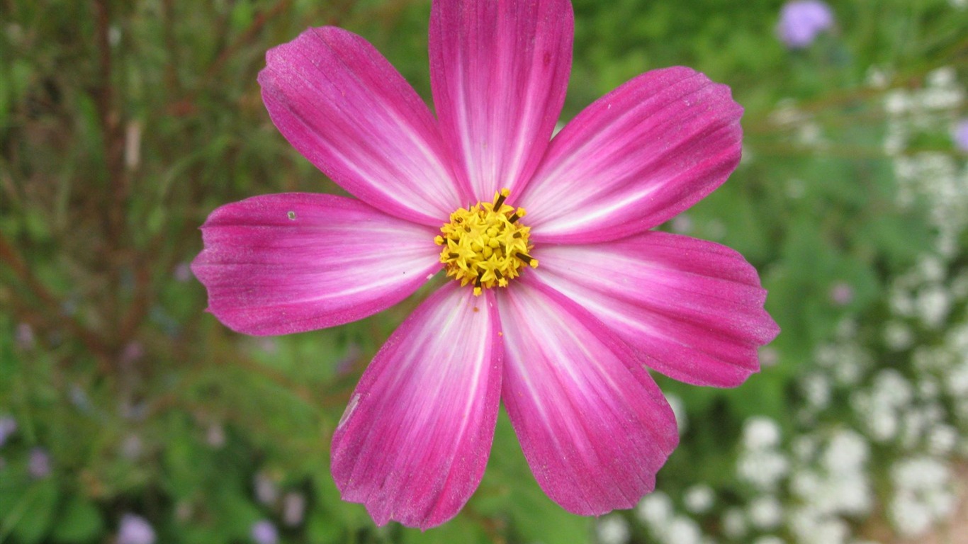 Aster Flowers wallpaper album #8 - 1366x768