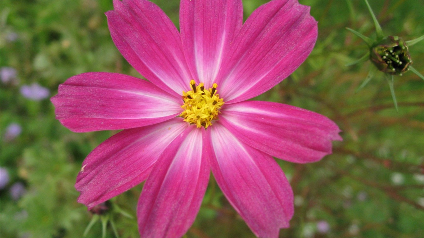 Aster Květiny wallpaper album #9 - 1366x768