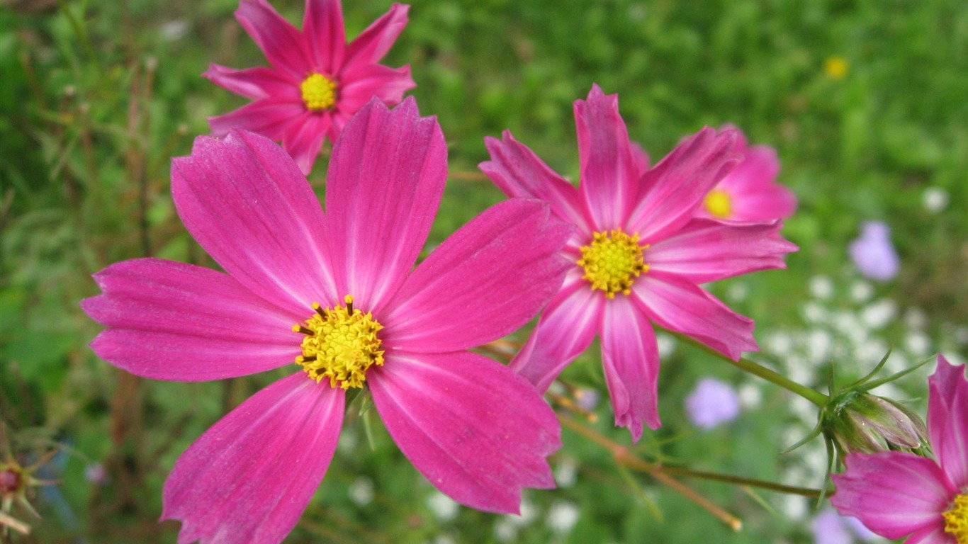 Aster Květiny wallpaper album #10 - 1366x768