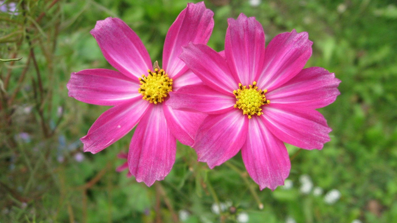 Aster Flowers wallpaper album #11 - 1366x768