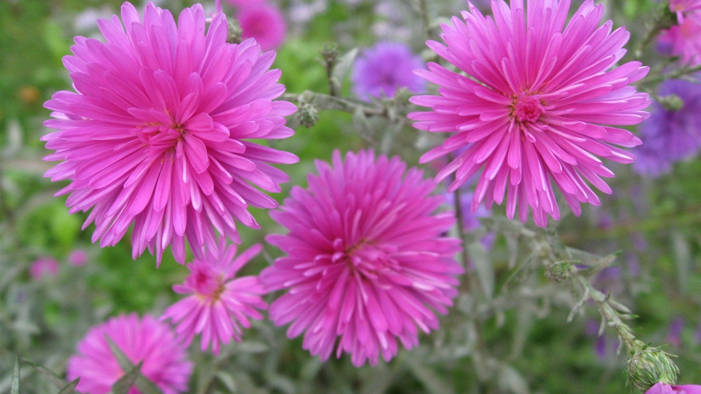 Aster Květiny wallpaper album #12 - 1366x768