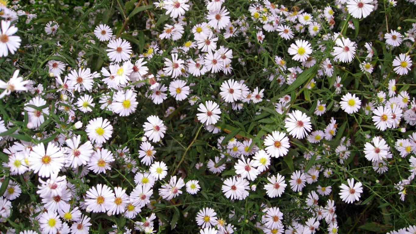 Aster Květiny wallpaper album #15 - 1366x768