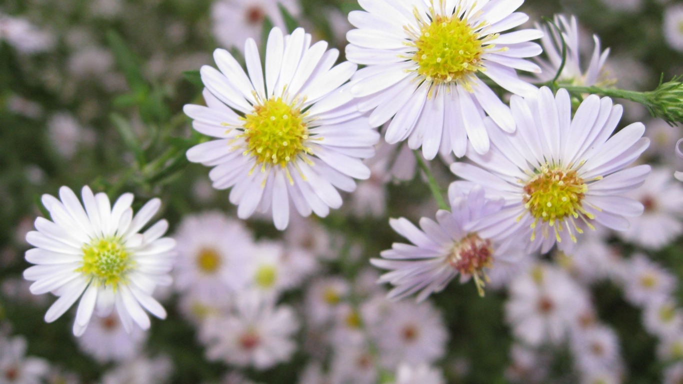Aster Květiny wallpaper album #16 - 1366x768