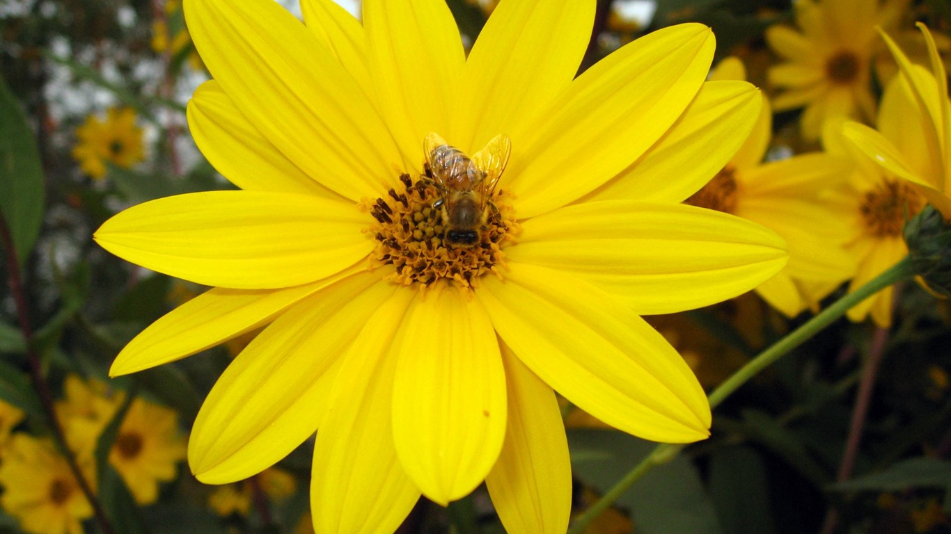 Aster Květiny wallpaper album #17 - 1366x768