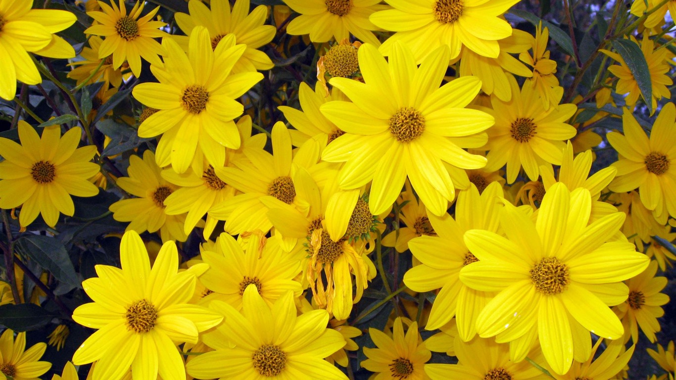 Aster Květiny wallpaper album #18 - 1366x768