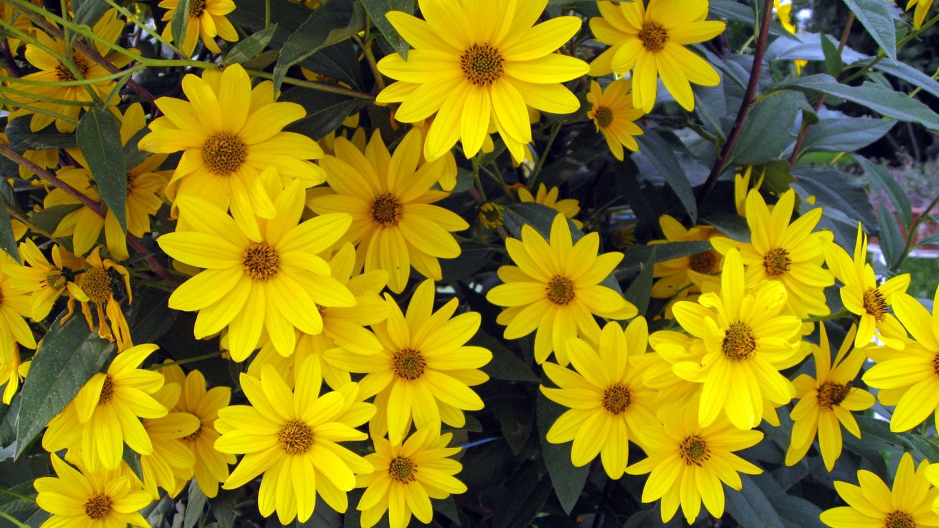 Aster Flowers 紫菀花 壁纸专辑19 - 1366x768