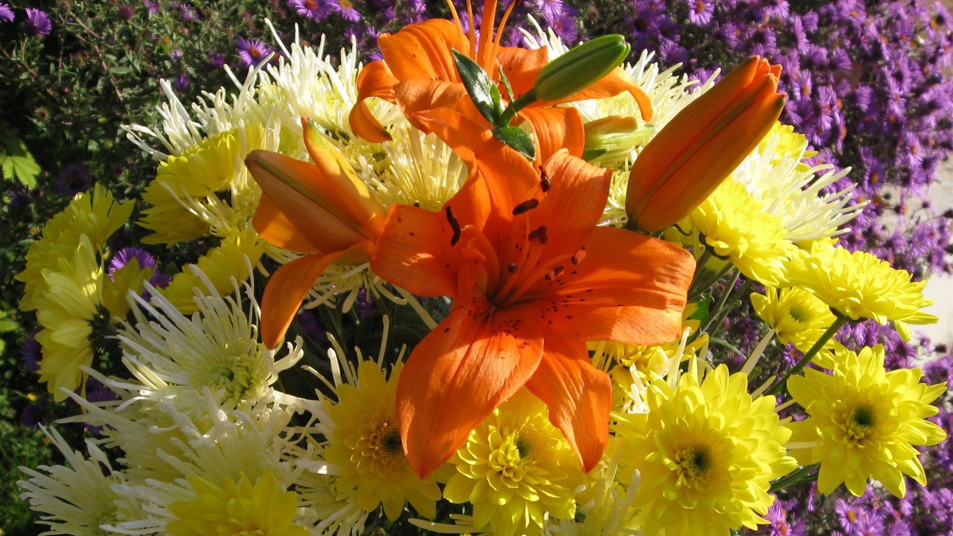 Aster Flowers wallpaper album #20 - 1366x768