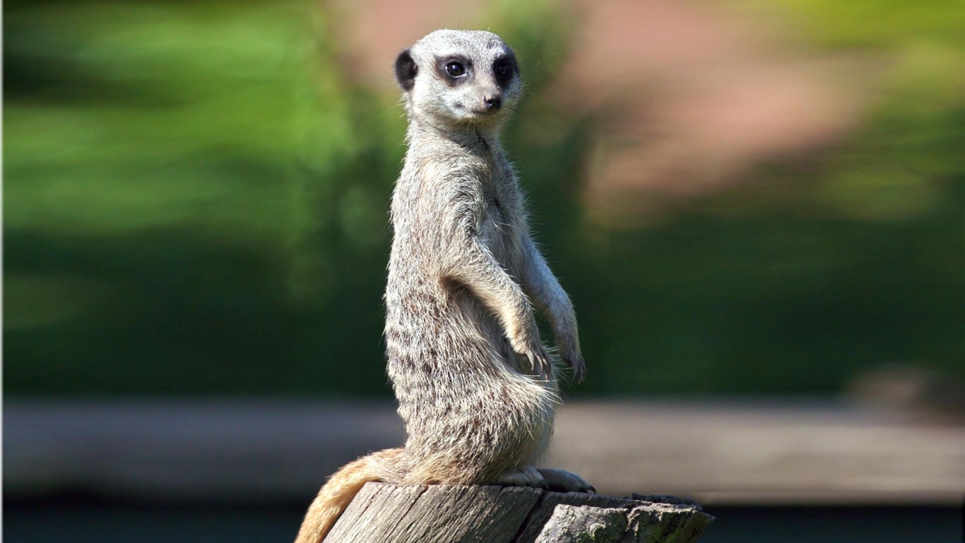 Animal Widescreen Wallpapers Collection (17) #10 - 1366x768