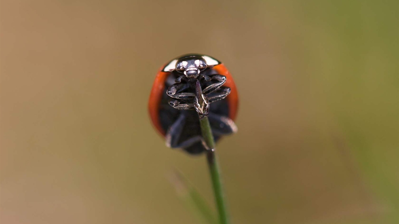 Animal Widescreen Wallpapers Collection (17) #11 - 1366x768