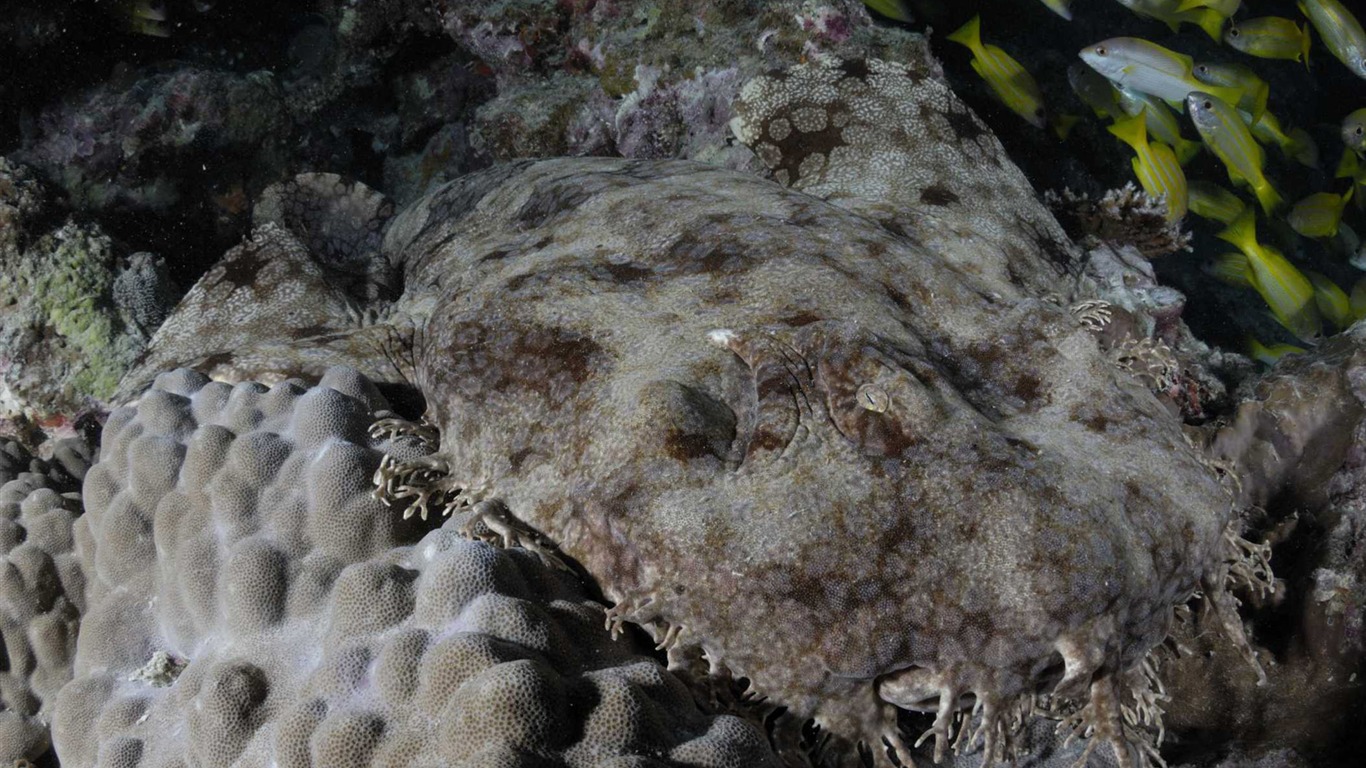 Under the Sea 3D 海底世界3D 高清壁紙 #43 - 1366x768