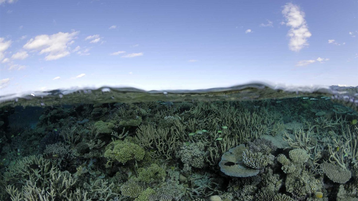 Pod mořem 3D tapety HD #44 - 1366x768