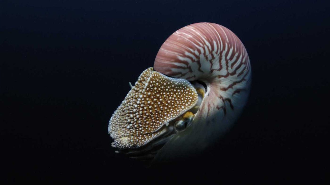 Under the Sea 3D 海底世界3D 高清壁紙 #45 - 1366x768