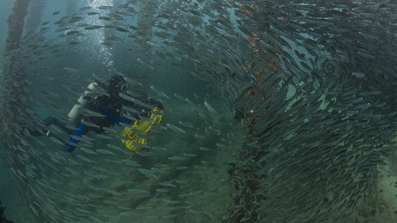 Under the Sea 3D 海底世界3D 高清壁纸46 - 1366x768