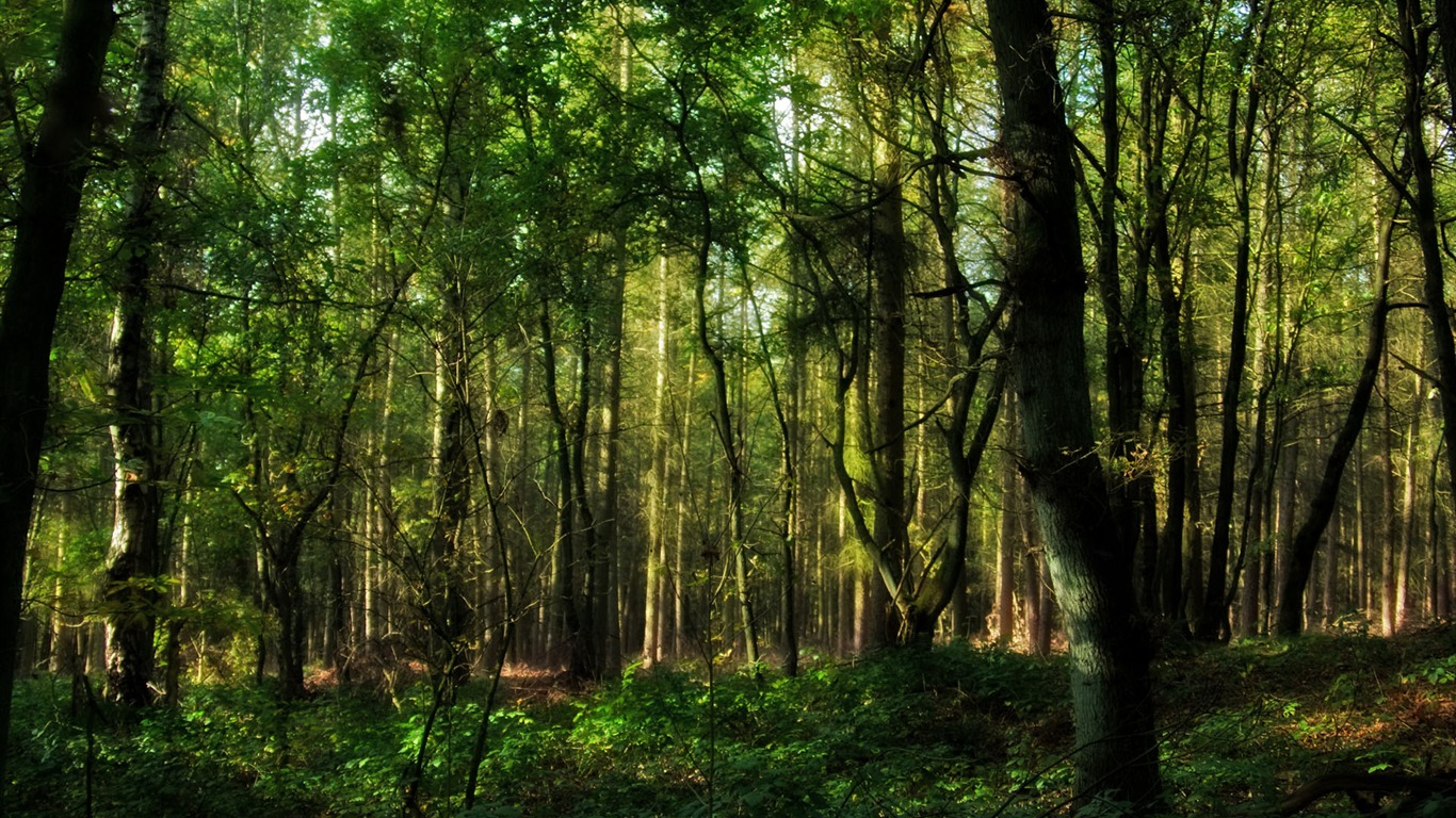 Tapety Krajina Kolekce (31) #3 - 1366x768