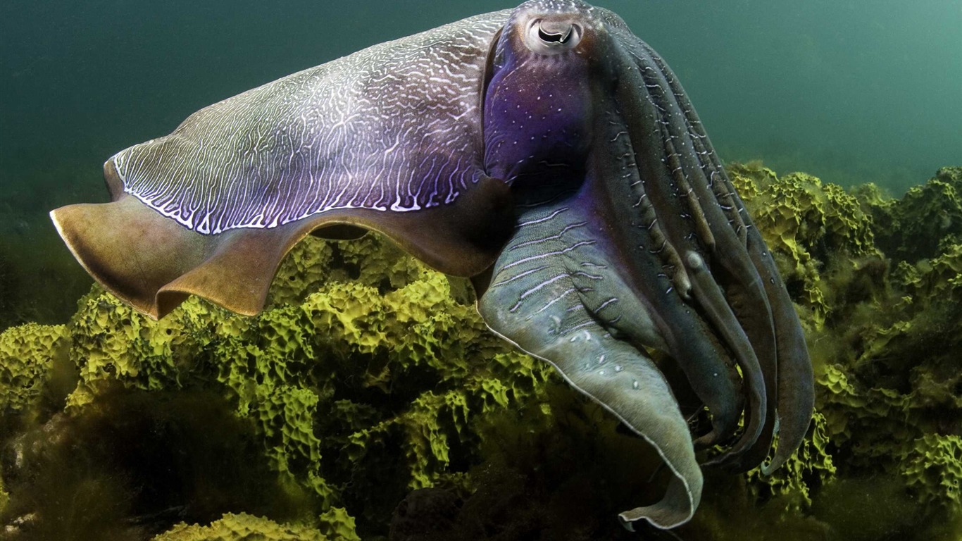 Under the Sea 3D 海底世界3D 高清壁紙 #2 - 1366x768