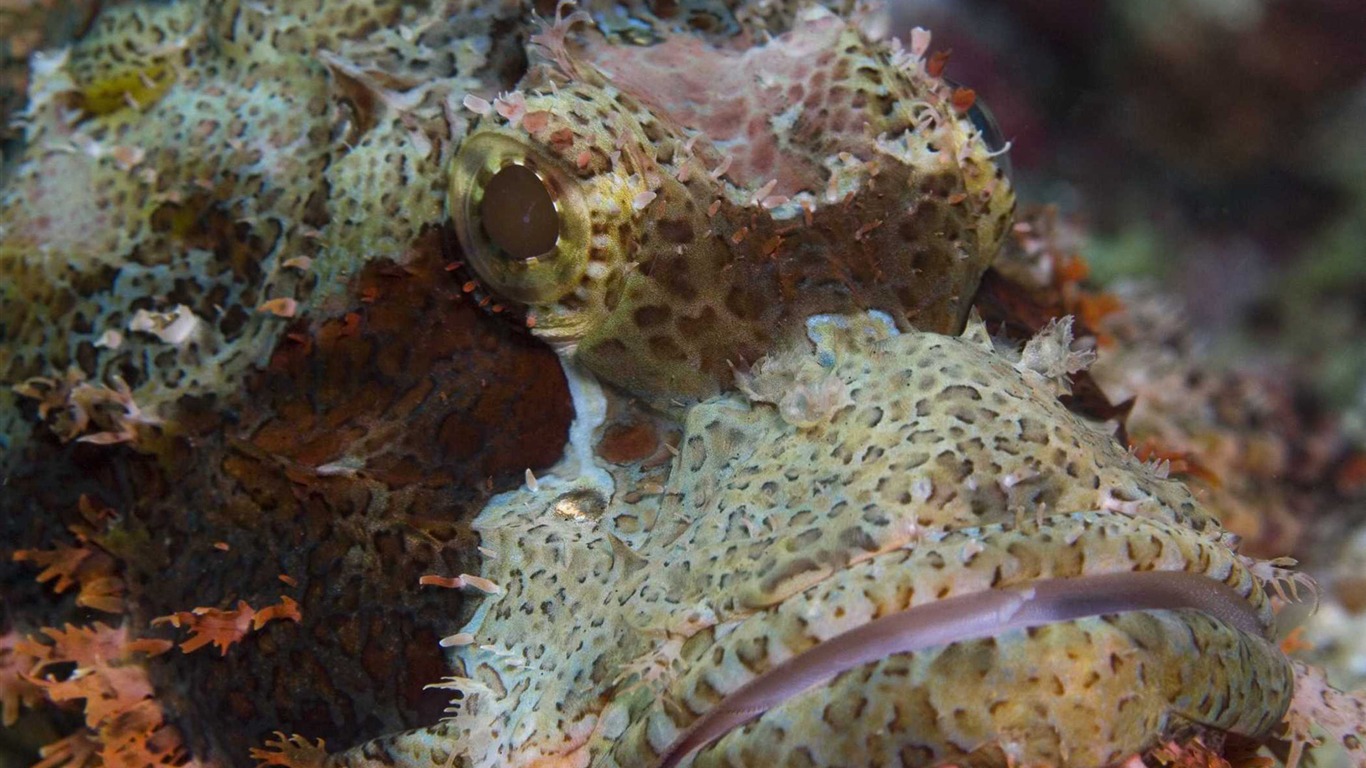 Under the Sea 3D HD wallpaper #8 - 1366x768