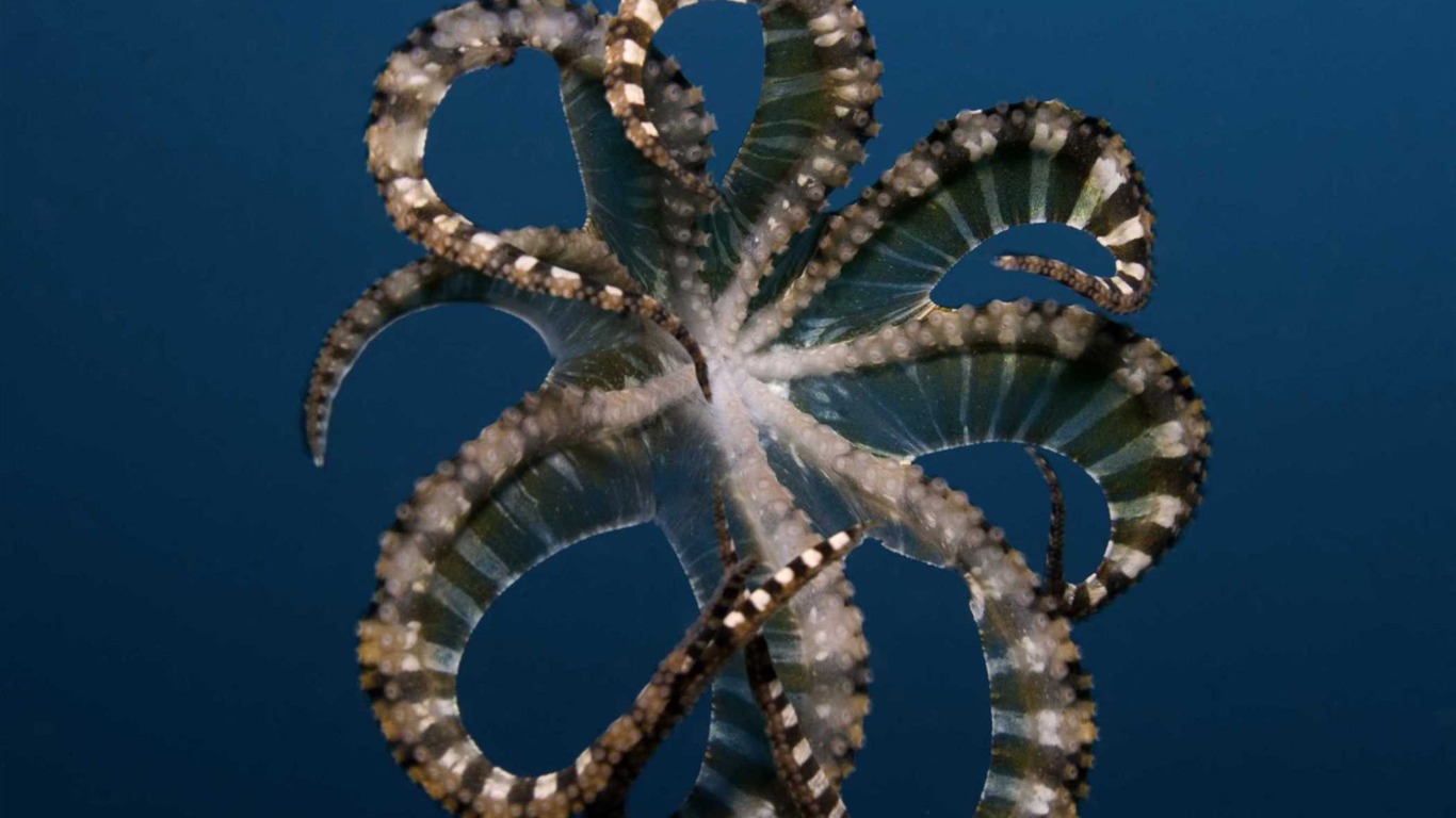 Under the Sea 3D 海底世界3D 高清壁紙 #9 - 1366x768