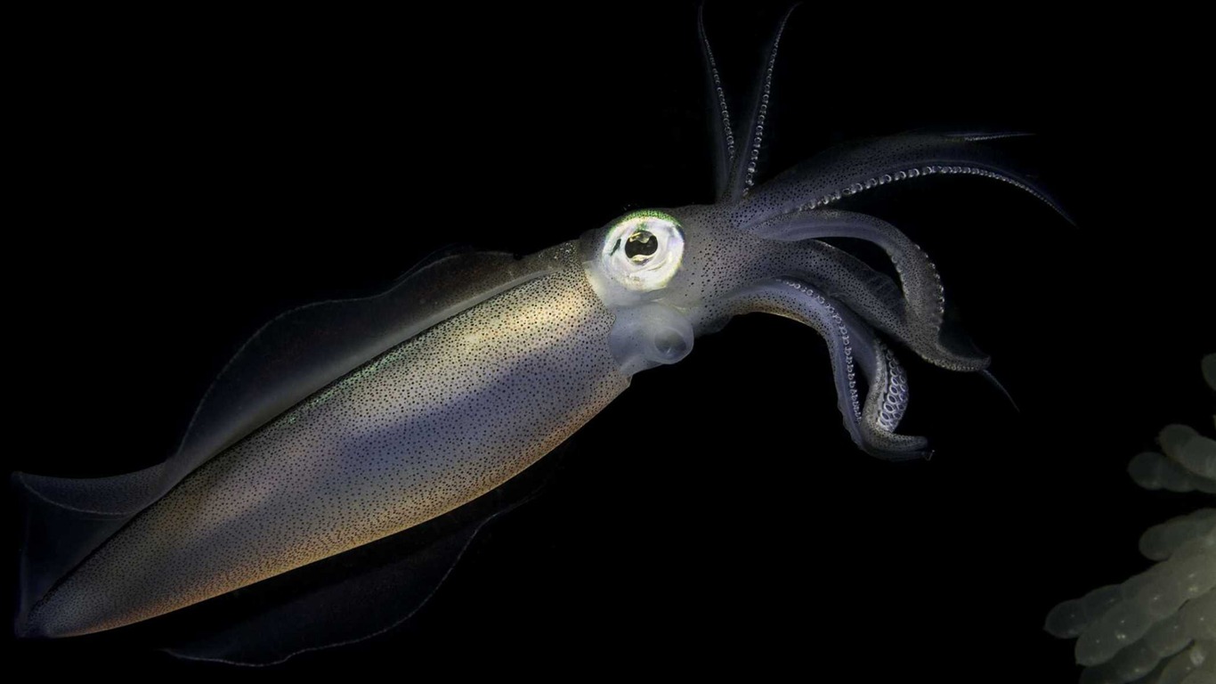 Under the Sea 3D 海底世界3D 高清壁紙 #11 - 1366x768