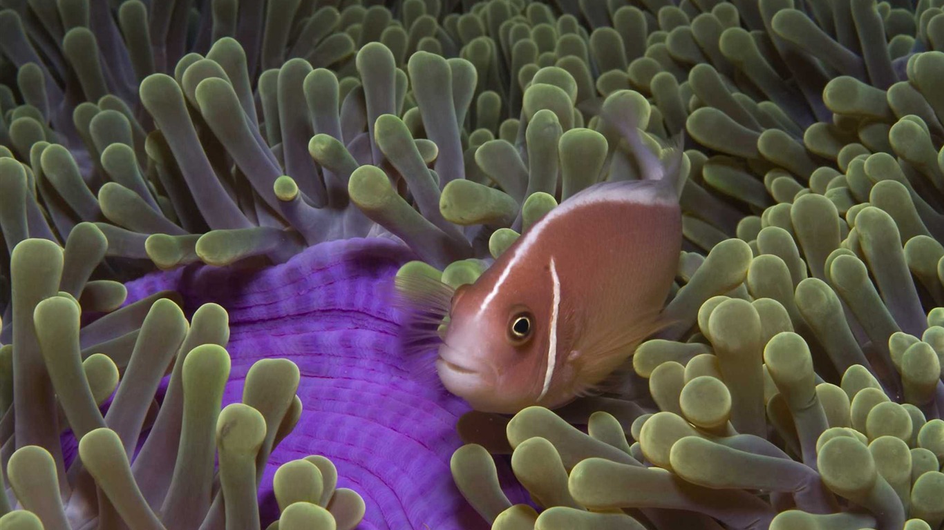 Under the Sea 3D 海底世界3D 高清壁紙 #13 - 1366x768