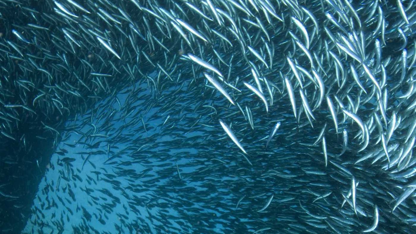 Under the Sea 3D 海底世界3D 高清壁紙 #16 - 1366x768