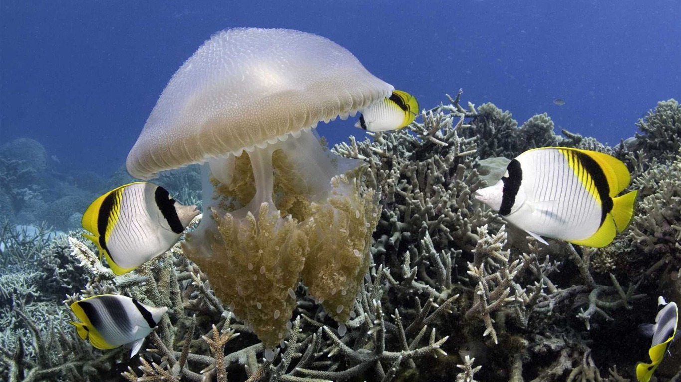 Under the Sea 3D 海底世界3D 高清壁紙 #21 - 1366x768