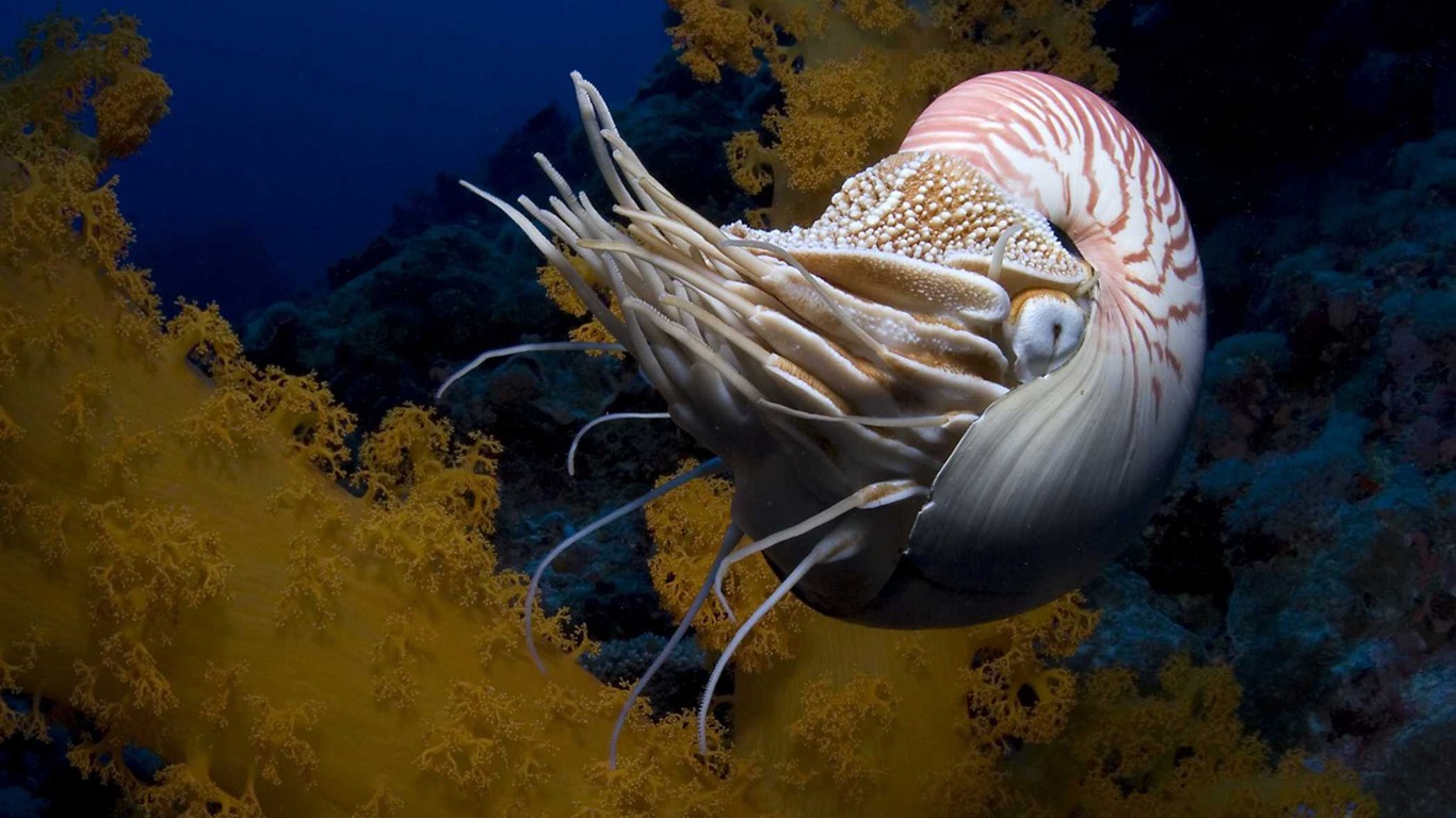 Under the Sea 3D 海底世界3D 高清壁纸23 - 1366x768
