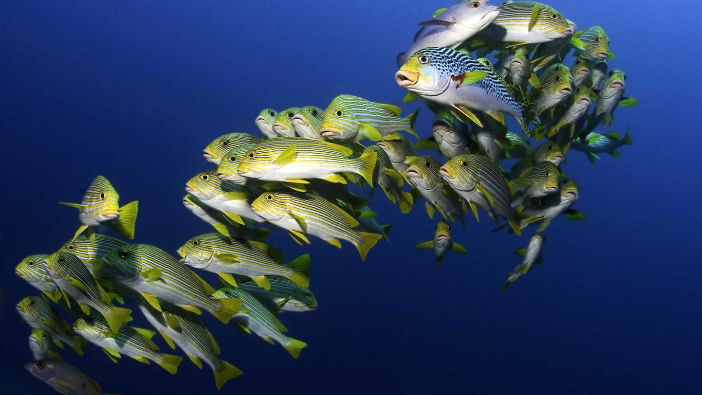 Under the Sea 3D 海底世界3D 高清壁紙 #25 - 1366x768