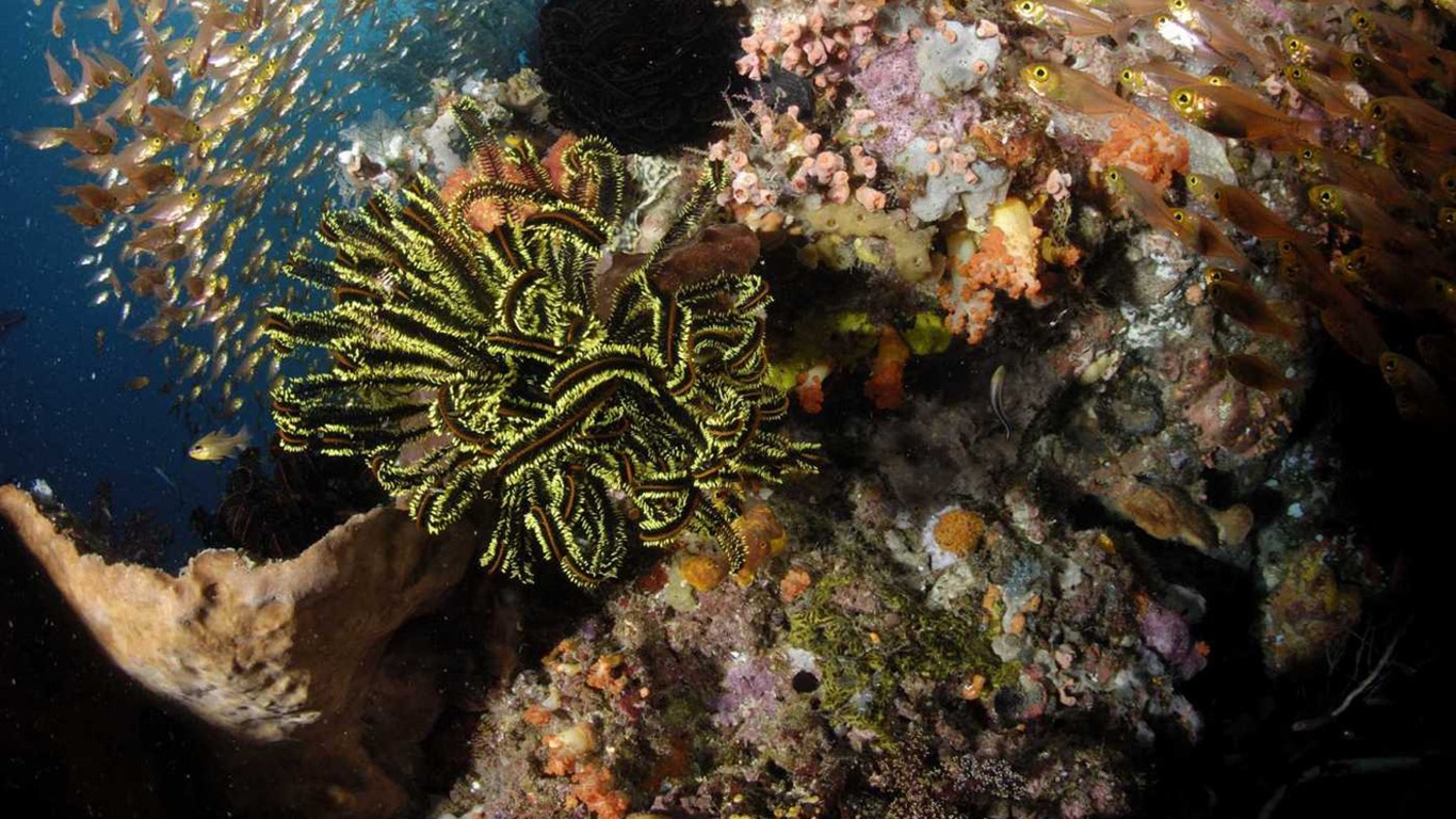 Under the Sea 3D 海底世界3D 高清壁紙 #29 - 1366x768