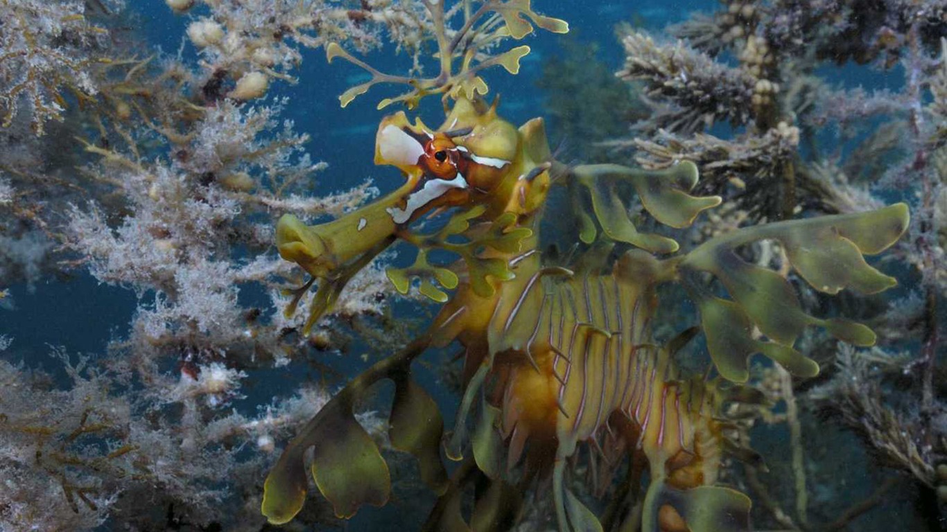 Under the Sea 3D 海底世界3D 高清壁紙 #35 - 1366x768