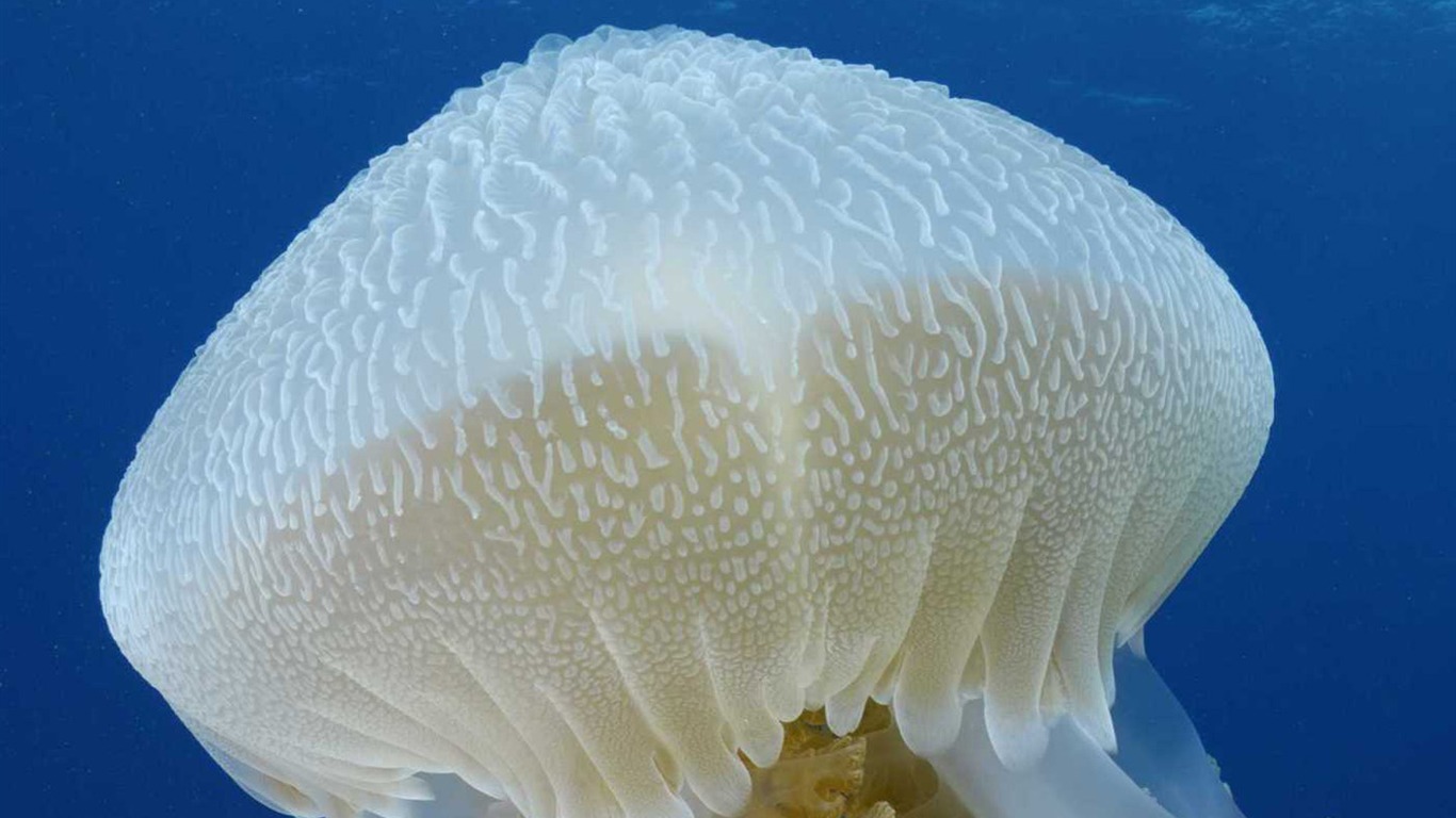 Under the Sea 3D 海底世界3D 高清壁紙 #41 - 1366x768