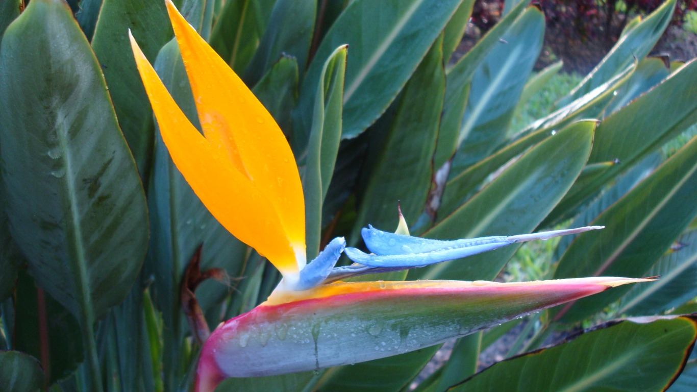 Widescreen wallpaper flowers close-up (19) #2 - 1366x768