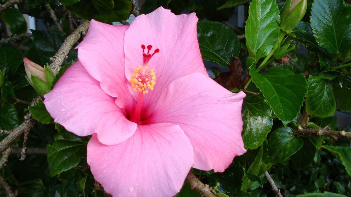 寬屏鮮花特寫 壁紙(19) #5 - 1366x768