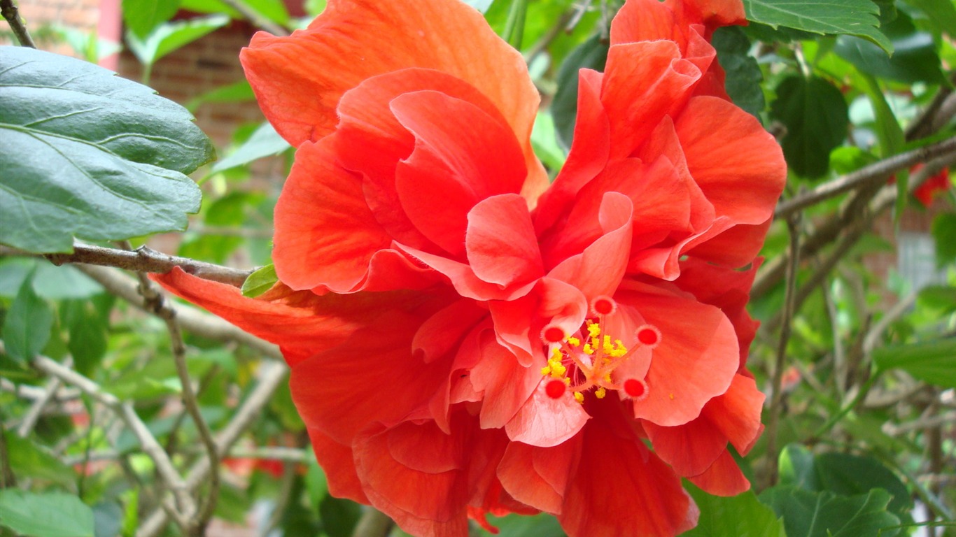 寬屏鮮花特寫 壁紙(19) #6 - 1366x768