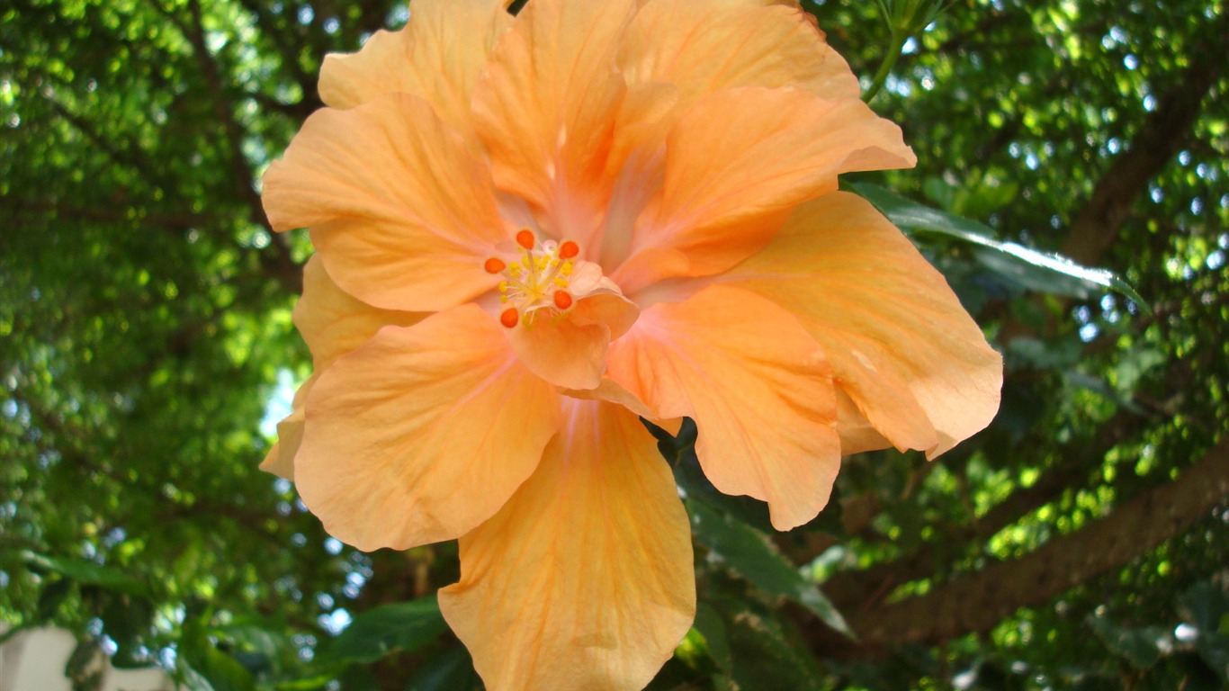 fleurs fond d'écran Widescreen close-up (19) #11 - 1366x768