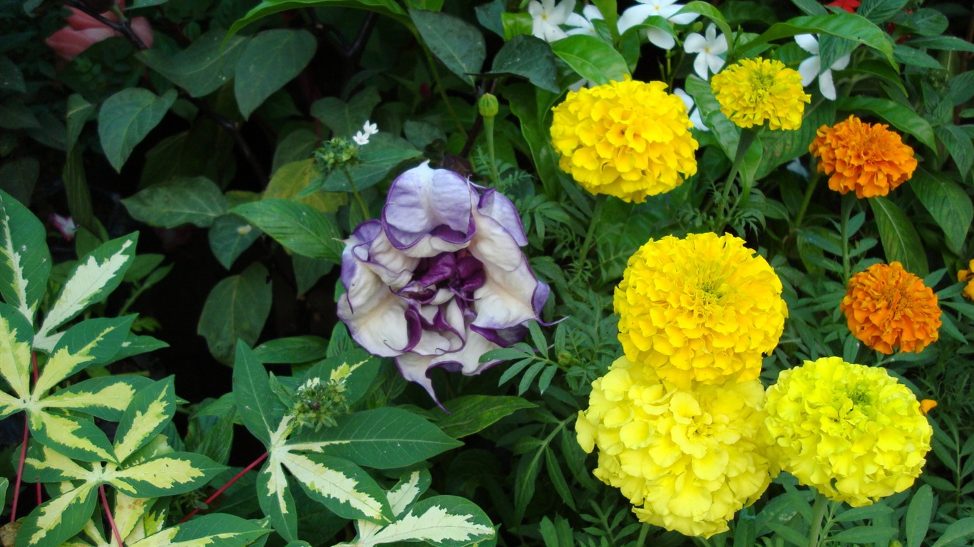 寬屏鮮花特寫 壁紙(19) #16 - 1366x768