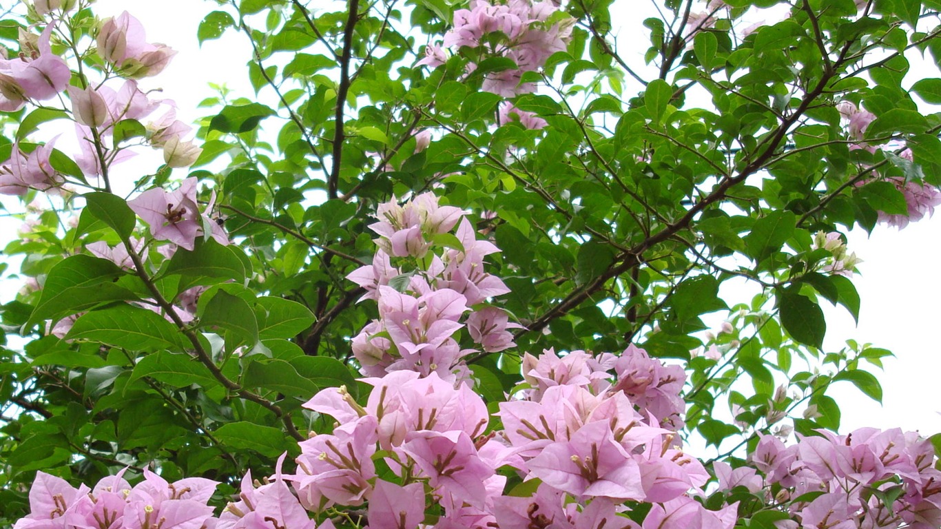 fleurs fond d'écran Widescreen close-up (19) #17 - 1366x768