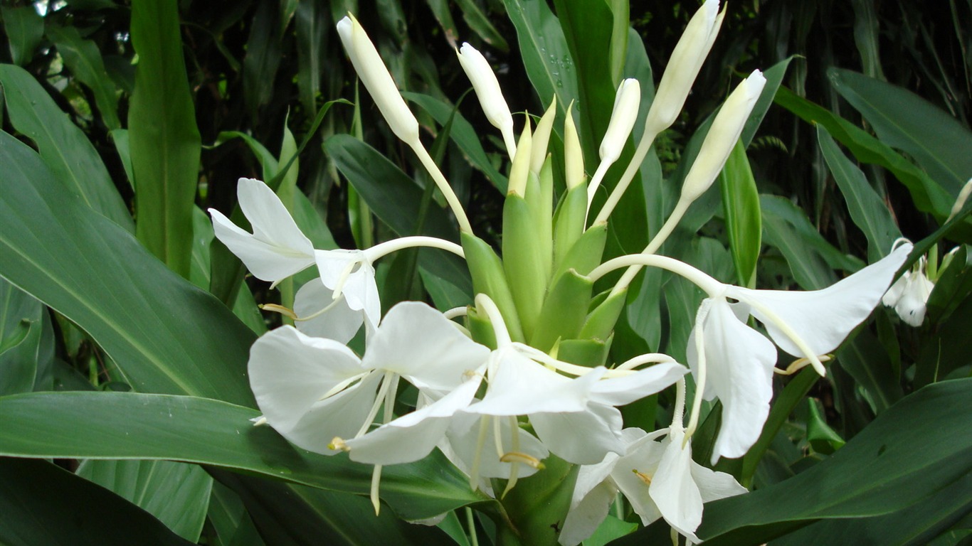 fleurs fond d'écran Widescreen close-up (19) #20 - 1366x768