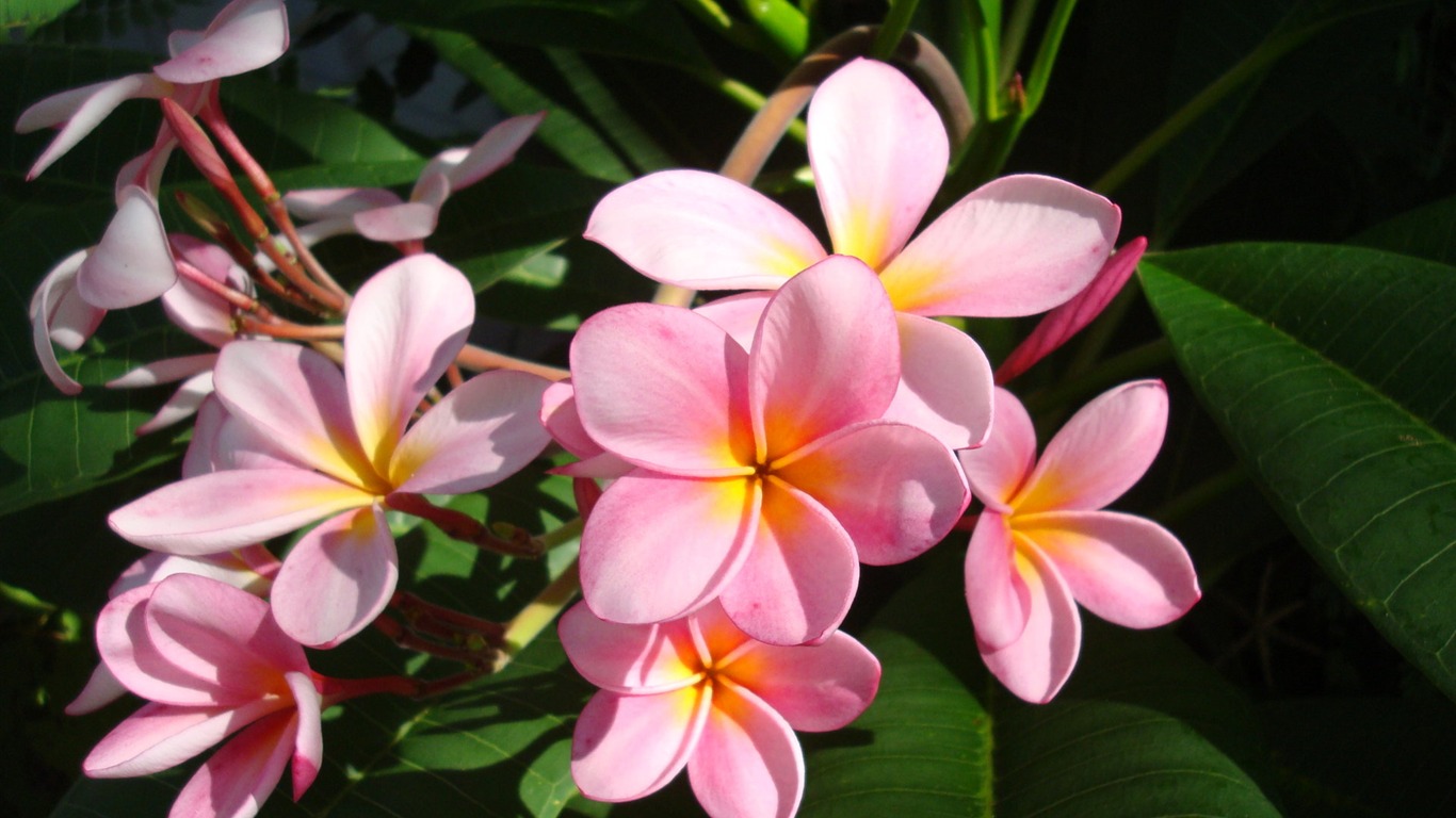 fleurs fond d'écran Widescreen close-up (20) #1 - 1366x768