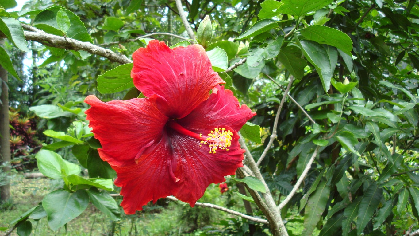 fondos de escritorio de flores con pantalla ancha de cerca (20) #4 - 1366x768