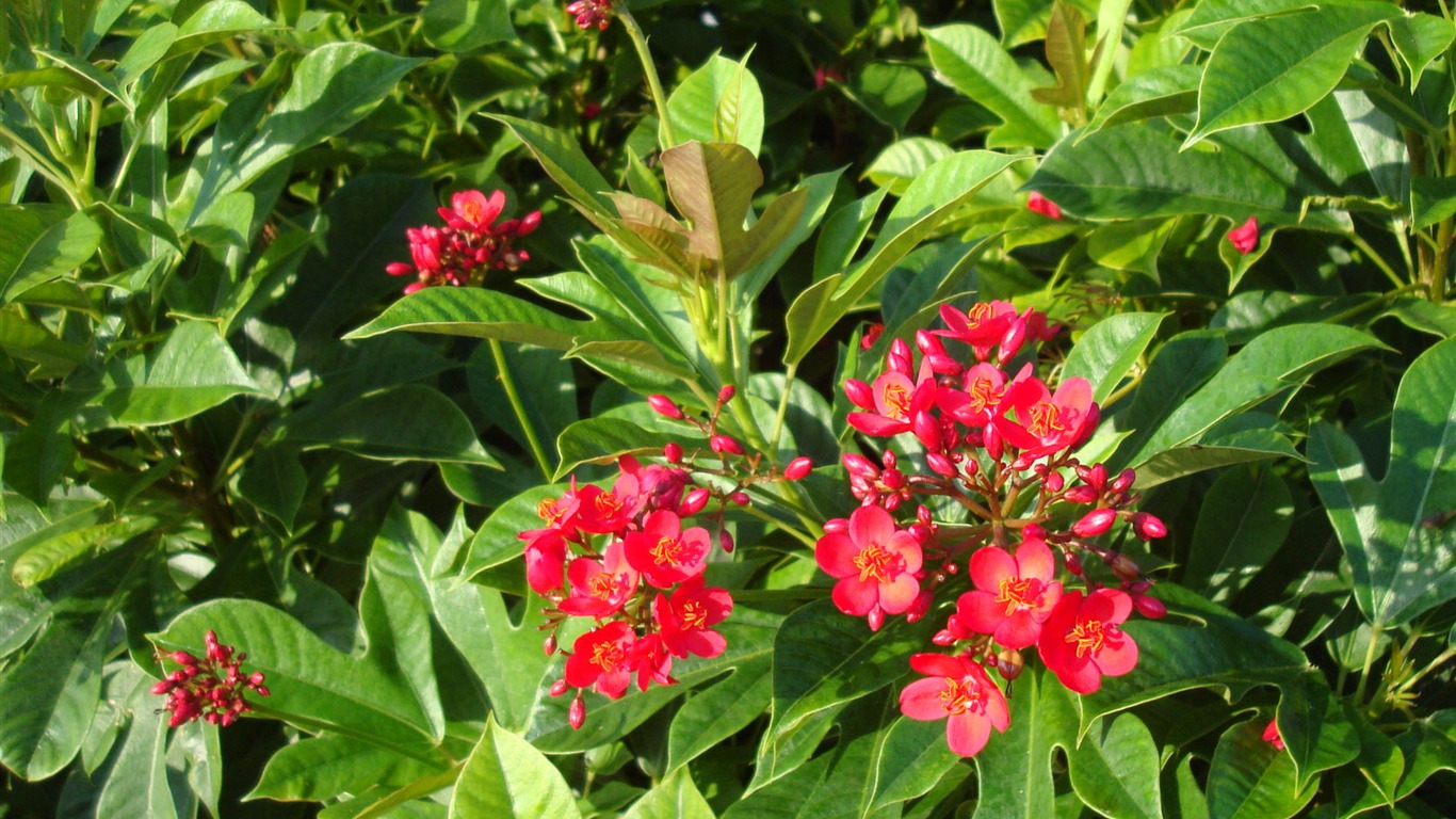 fondos de escritorio de flores con pantalla ancha de cerca (20) #9 - 1366x768