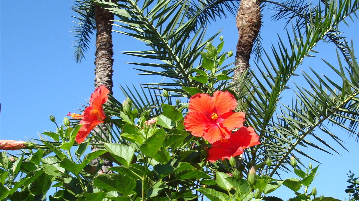 fondos de escritorio de flores con pantalla ancha de cerca (20) #15 - 1366x768