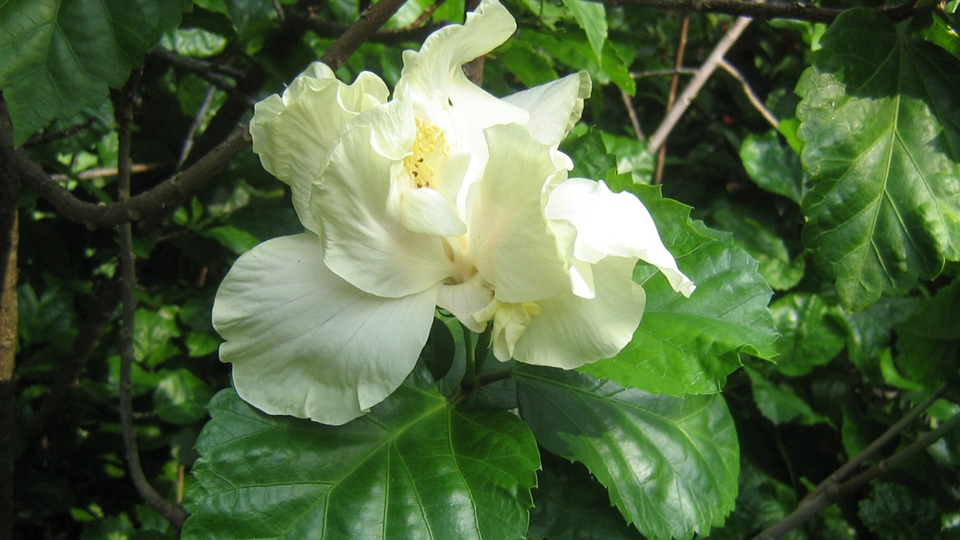 fleurs fond d'écran Widescreen close-up (20) #17 - 1366x768